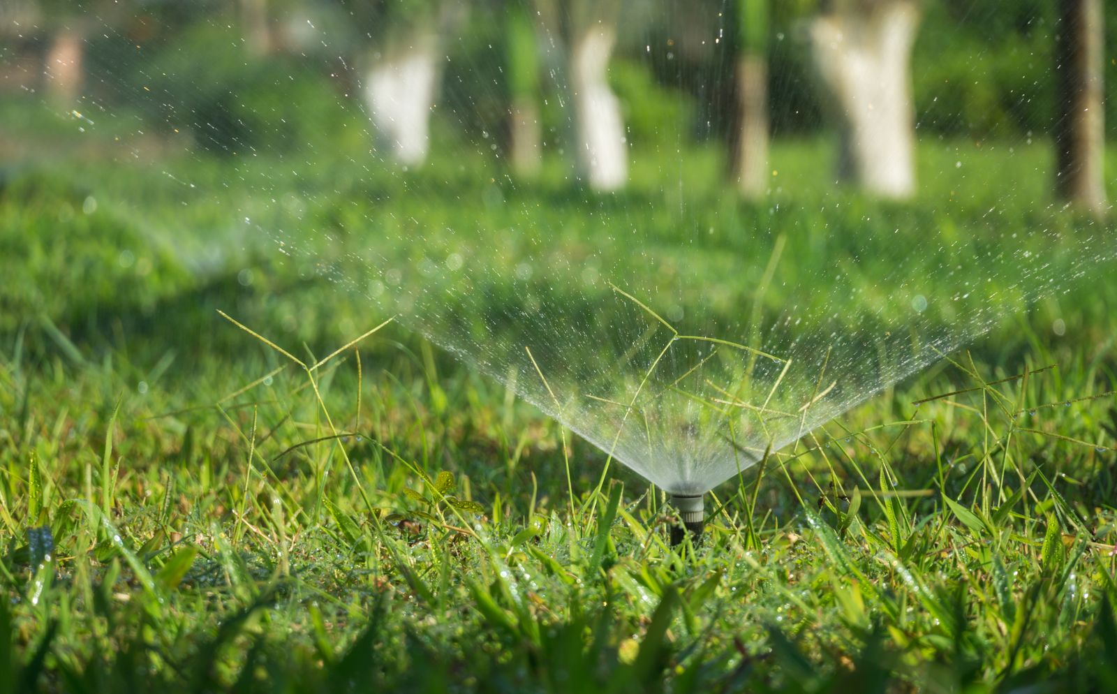 Sprinkler watering a green lawn