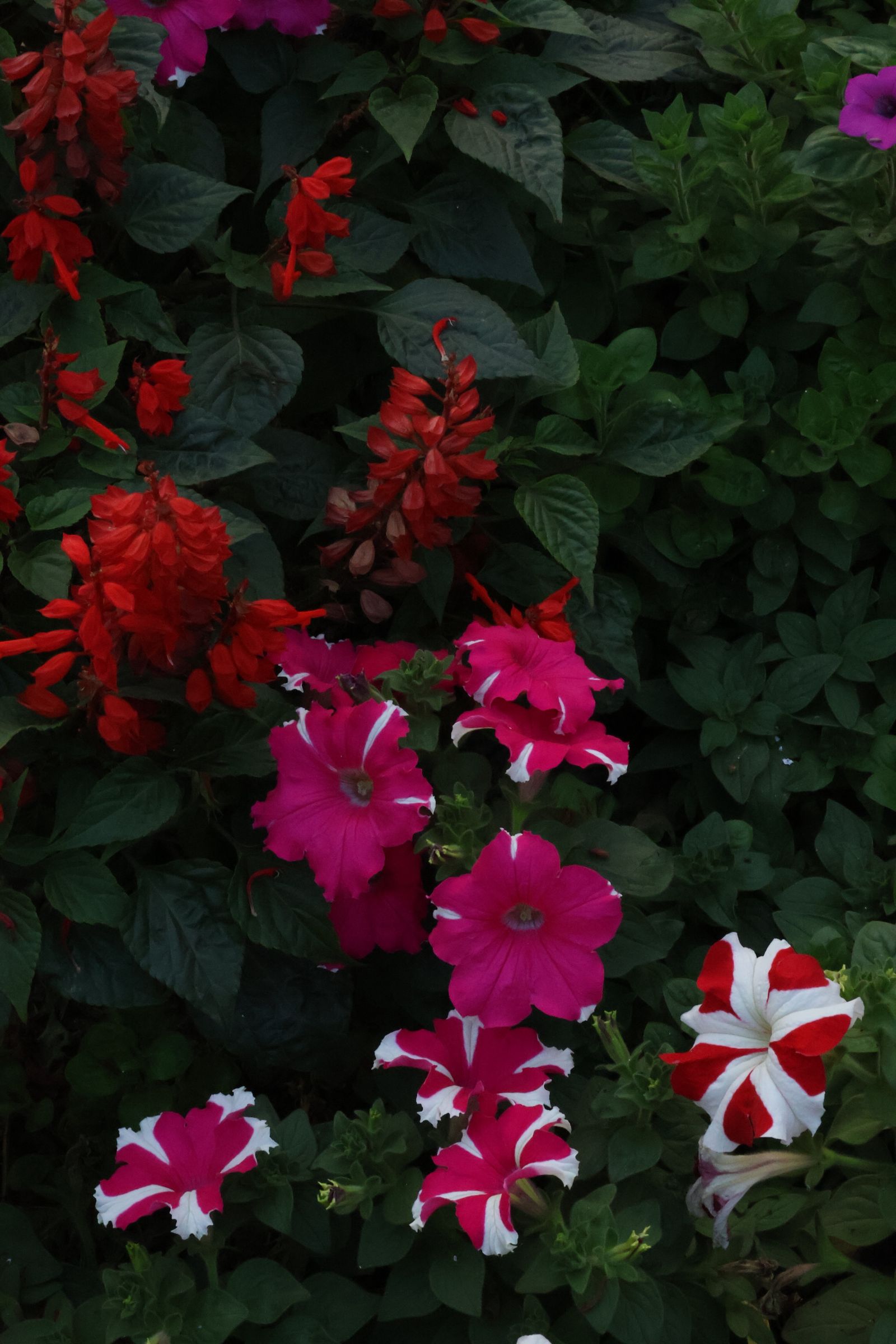 Colorful flower beds in a landscaped garden