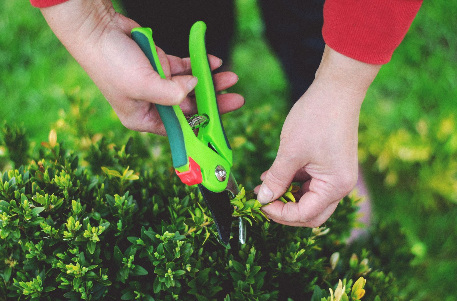 Trimming hedges into clean shapes