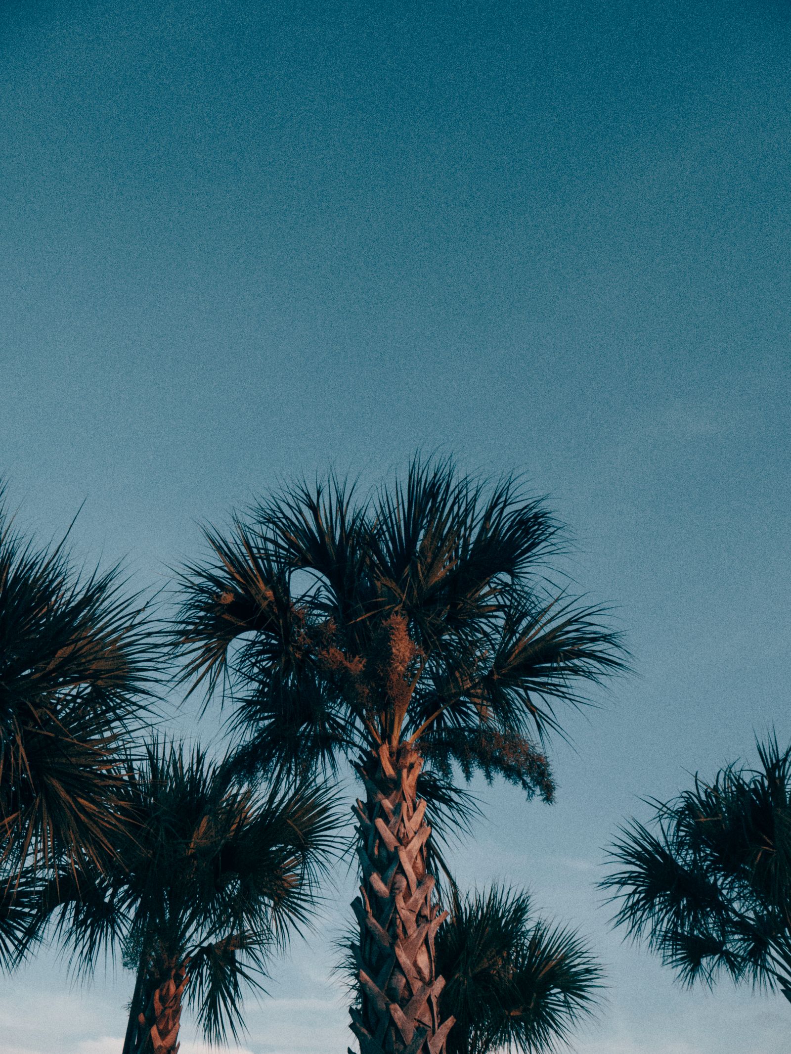 Palm trees against a blue Florida sky
