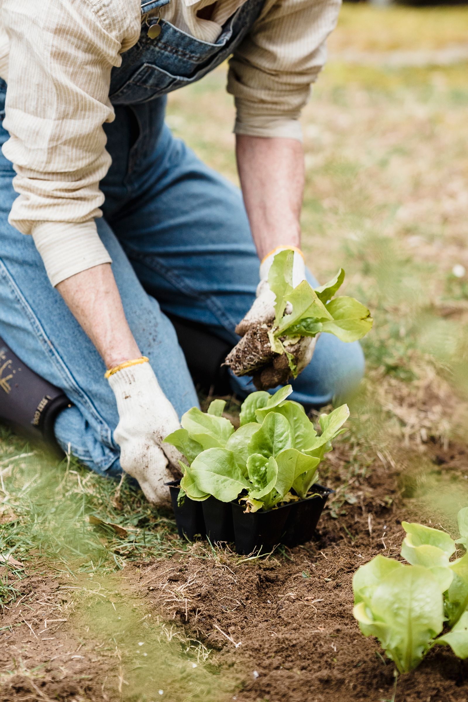 Gardener planting seedlings in a garden bed